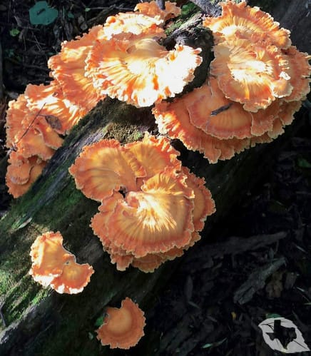 Mushroom - Chicken of the Woods