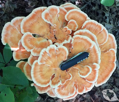 Mushroom - Chicken of the Woods