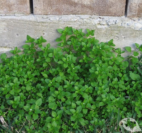 Chickweed
