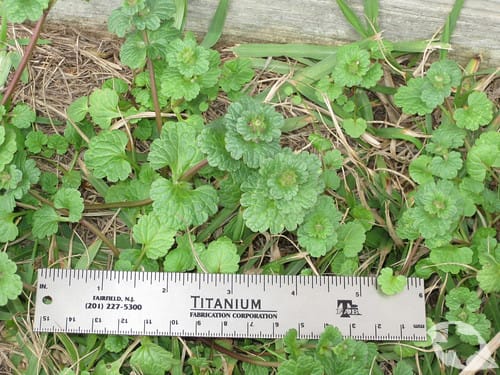 Henbit