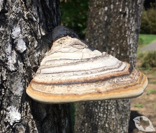 Mushroom - Tinder/Hoof