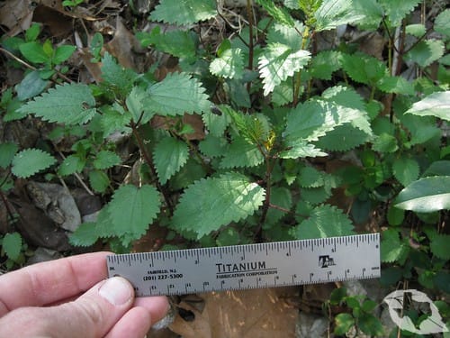 Stinging Nettles