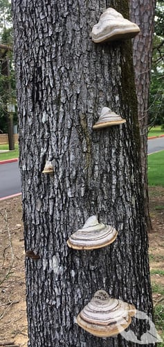 Mushroom - Tinder/Hoof