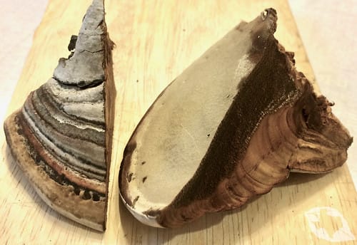 Mushroom - Tinder/Hoof