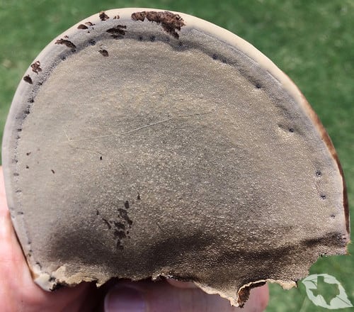 Mushroom - Tinder/Hoof