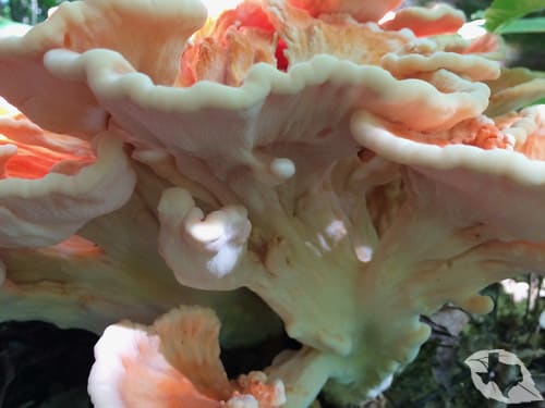 Mushroom - Chicken of the Woods