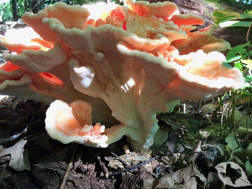Mushroom - Chicken of the Woods