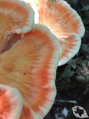 Mushroom - Chicken of the Woods