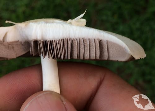 Mushroom - Horse