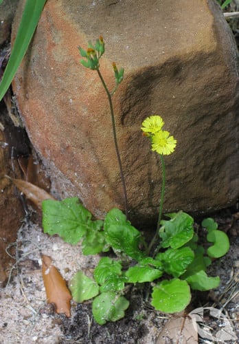 Japanese Hawkweed