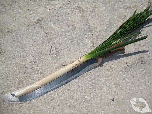 Palm - Dwarf Palmetto