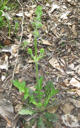 Lyreleaf Sage