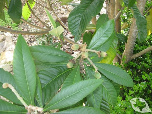 Loquat
