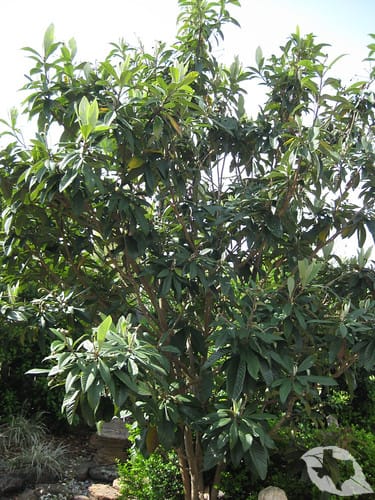 Loquat