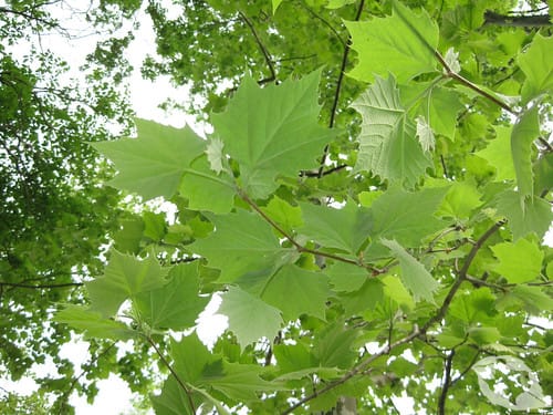 Sycamore Tree