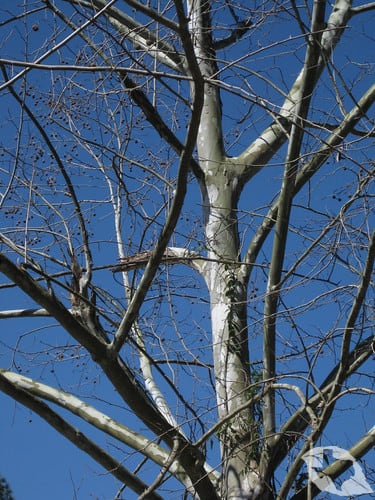 Sycamore Tree