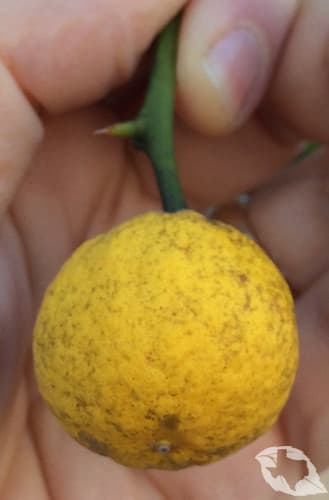 Trifoliate Orange