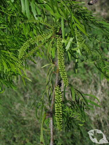 Honey Mesquite