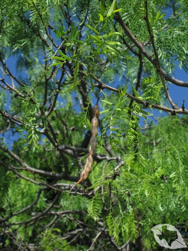 Honey Mesquite