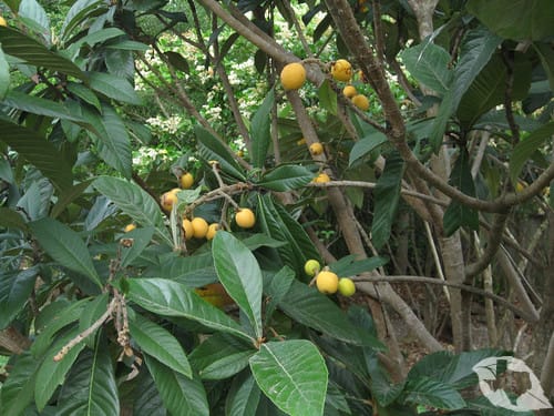 Loquat