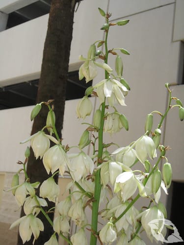 Yucca