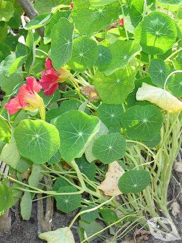 Nasturtium