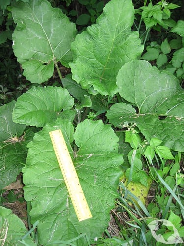 Burdock