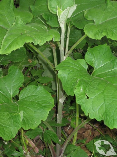 Burdock