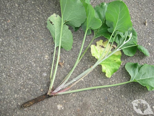 Burdock