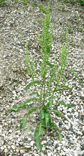 Curled Dock/Yellow Dock