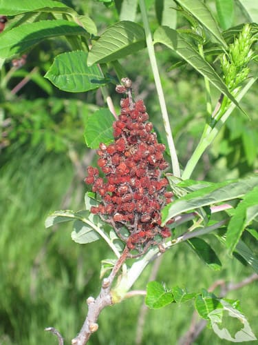 Sumac