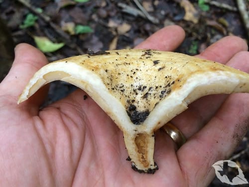 mimic of Mushroom - Indigo Milk Cap