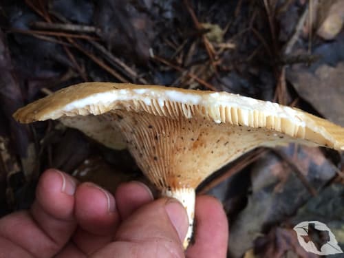 mimic of Mushroom - Indigo Milk Cap