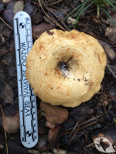 mimic of Mushroom - Indigo Milk Cap