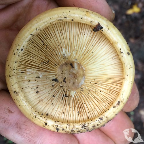 mimic of Mushroom - Indigo Milk Cap
