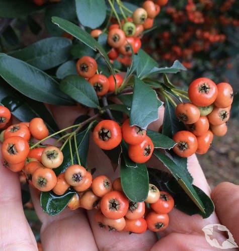 Pyracantha