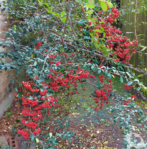 Pyracantha