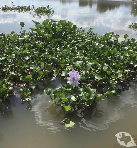 Water Hyacinth