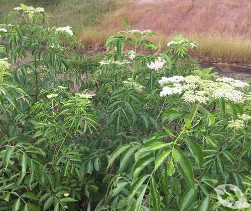Elderberry