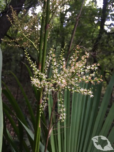Palm - Dwarf Palmetto