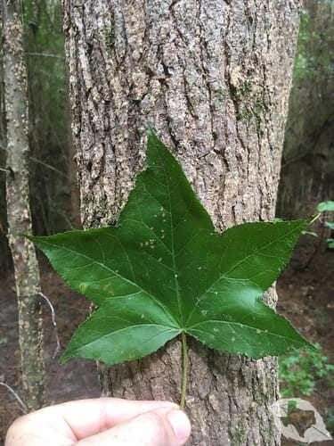 Sweetgum