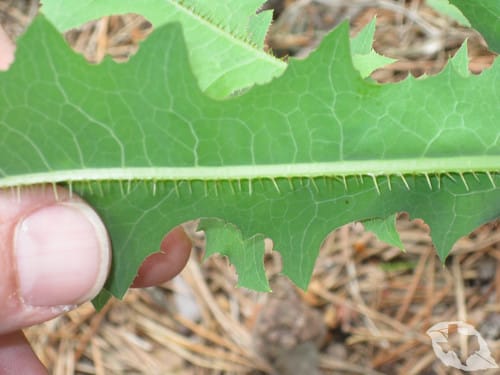 Prickly Lettuce