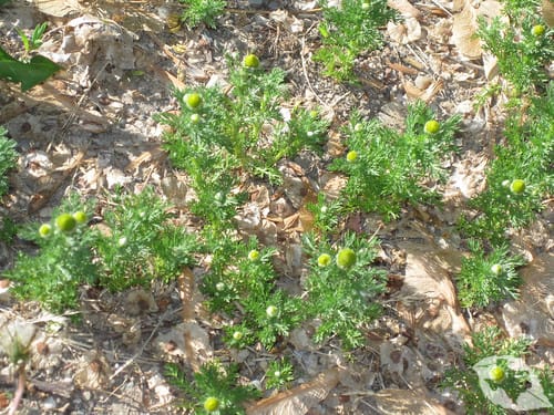Pineapple Weed