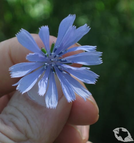 Chicory