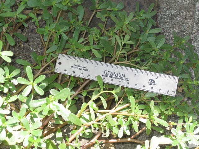 Purslane