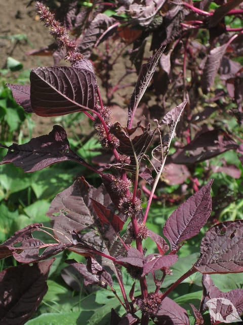 Amaranth