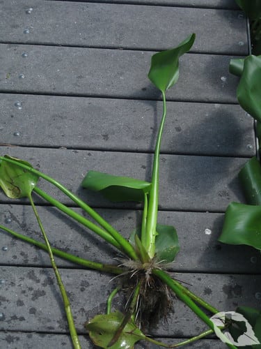 Water Hyacinth