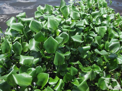 Water Hyacinth