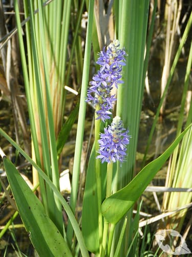 Pickerelweed