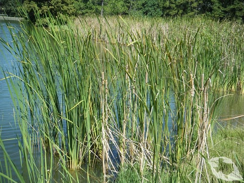 Cattails
